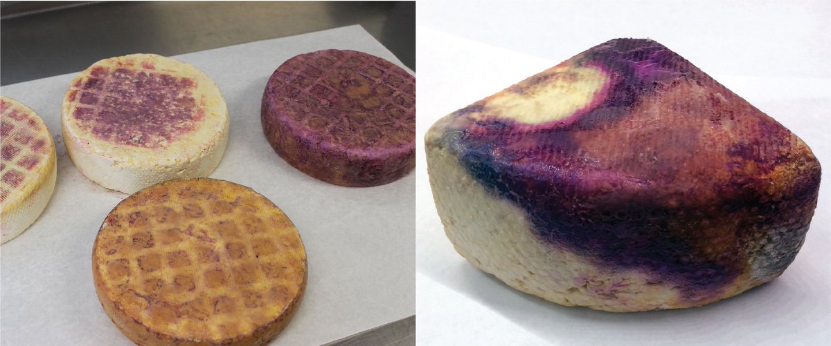 Washed-rind cheeses have been mysteriously turning purple. My lab figured out why. Check out our paper on ‘purple rind defect’ (authors.elsevier.com/a/1XaLh2eGSbN-…) and our ‘Science Digested’ post at MicrobialFoods.org (microbialfoods.org/?p=1317)