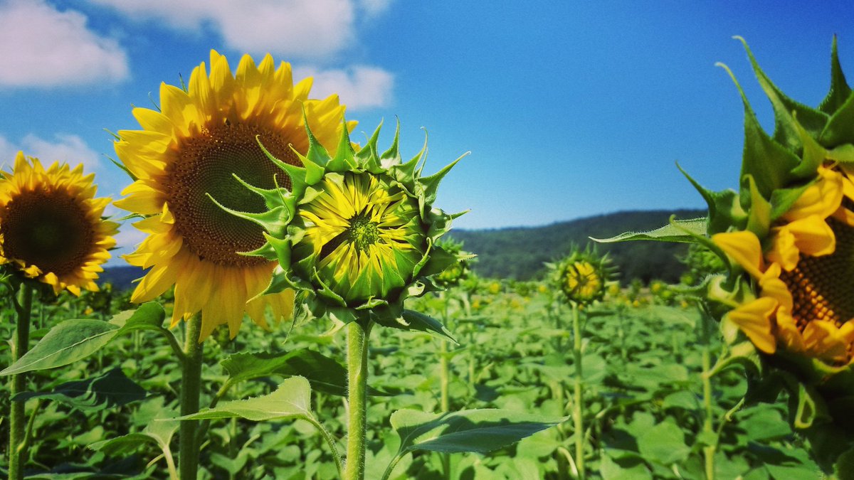 DonaldsonFarms's tweet photo. Sunflower Tours starting 9/8 & 9/9! Learn more https://t.co/SxVpEiv6v6 #njfarms #sunflowers #njphotoops #blackoilsunflowers #pollinators https://t.co/4B6oqGexcC