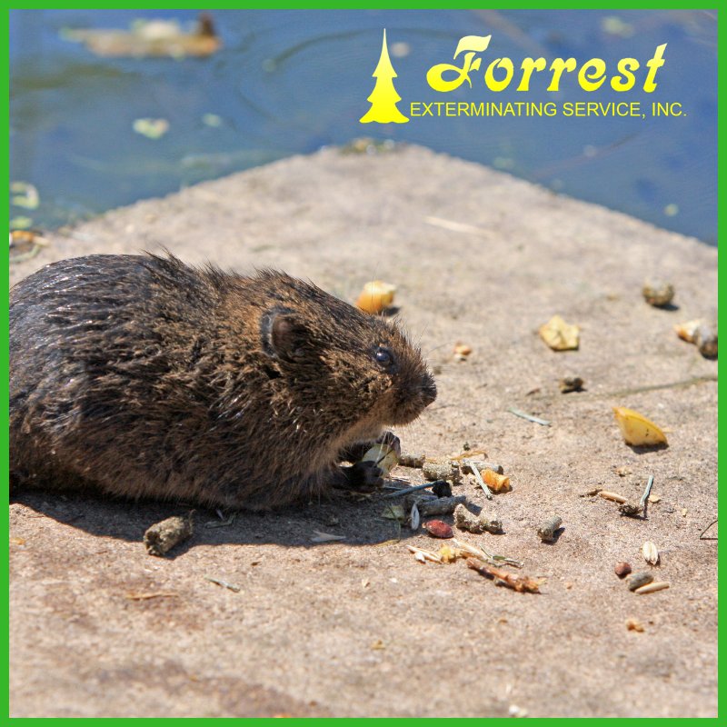 ForrestExterm's tweet image. Are you sharing your house with an unwanted guest? Call 866-527-4610 today! #pestcontrol #moisturecontrol forrestexterminating.com