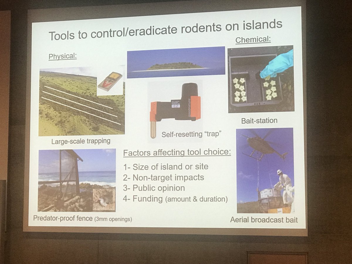 rubueno10's tweet photo. Control and/or eradicate #rodents on islands is a big challenge. Many different tools and strategies can be applied, and fortunately we have also several successful examples in different parts of the world! #RodentManagement #PestControl #InvasiveRats 🐀 https://t.co/LmufN7b68B
