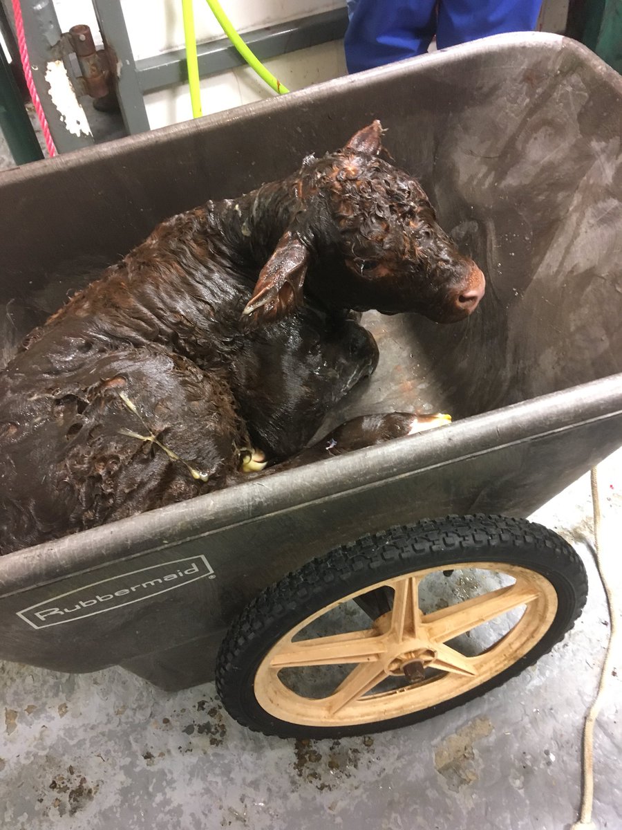 JasonKushnerick's tweet photo. Started the spring calving with a c-section... the last of the fall calver’s  just had one #OMG🤬#neverwouldhavethoughtinseptember #theysaytheycalveeasyonthegrass🤔 https://t.co/Ra43uLLoXy
