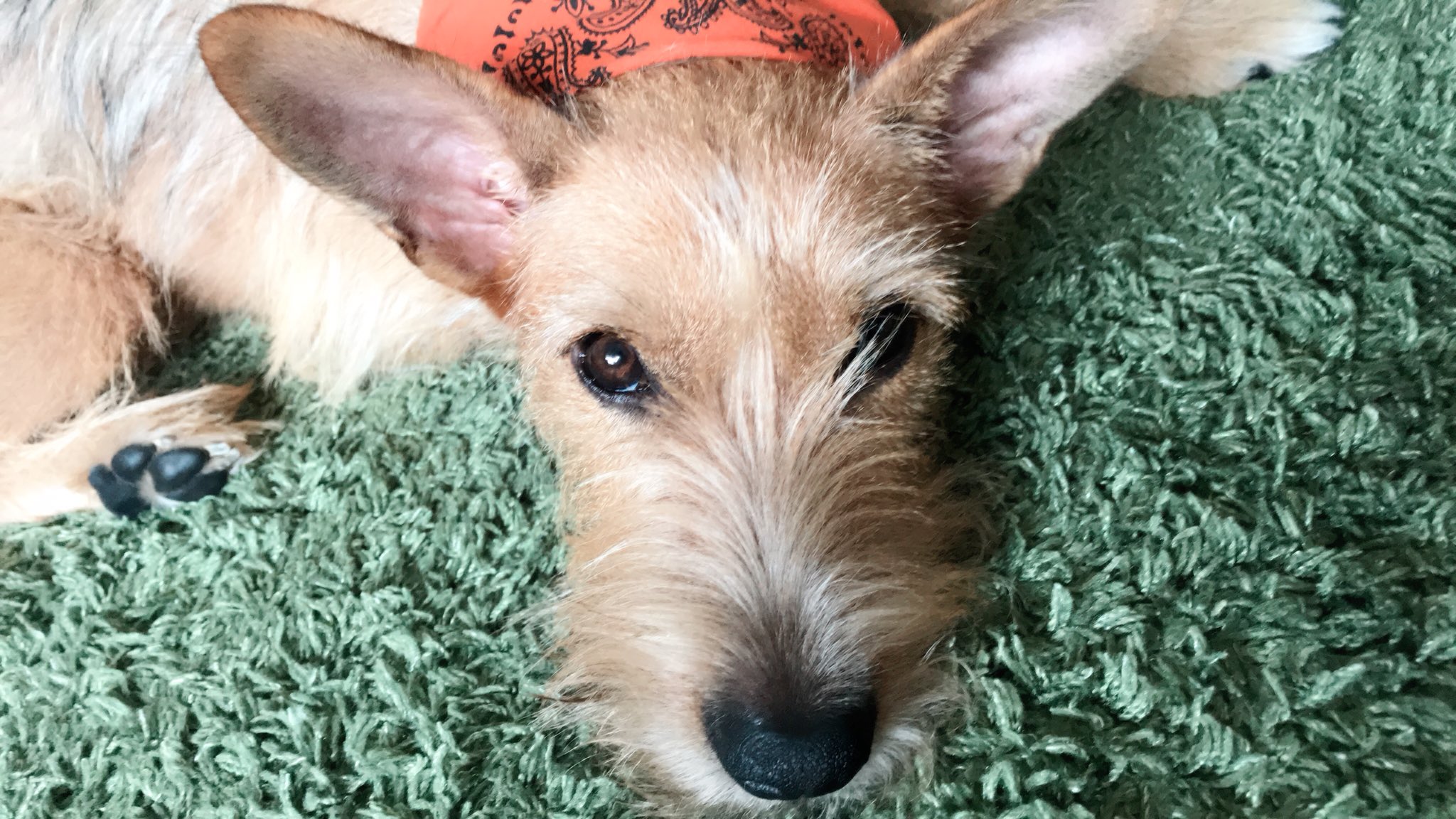 神林サリー Benji S Diary Today I Couldn T Go Out Because It Was Stormy Outside Mommy S Lessons Were Cancelled Too I Slept A Lot 英語 英会話 元保護犬 保護犬 保護犬出身 Rescuedogs テリアミックス テリア
