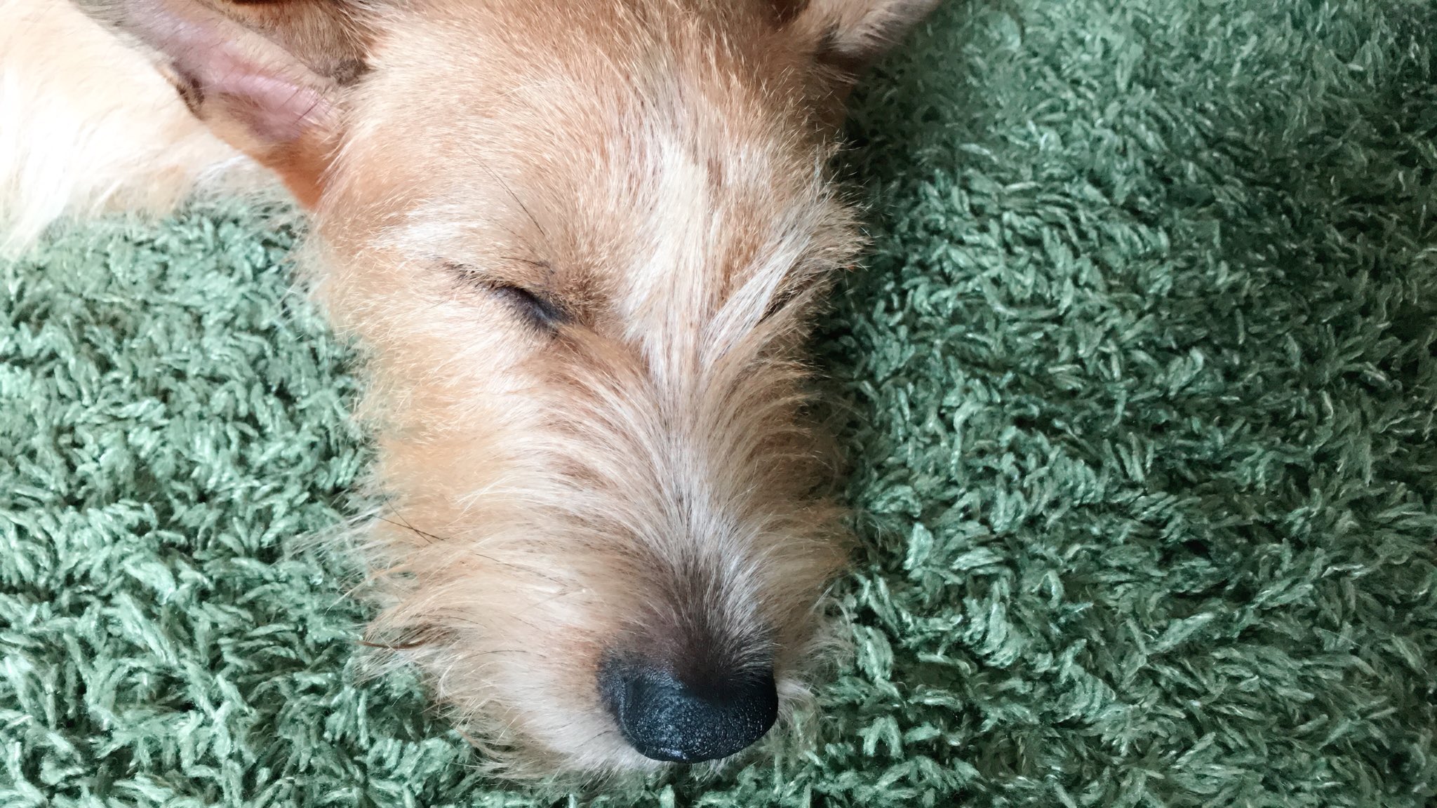 神林サリー Benji S Diary Today I Couldn T Go Out Because It Was Stormy Outside Mommy S Lessons Were Cancelled Too I Slept A Lot 英語 英会話 元保護犬 保護犬 保護犬出身 Rescuedogs テリアミックス テリア