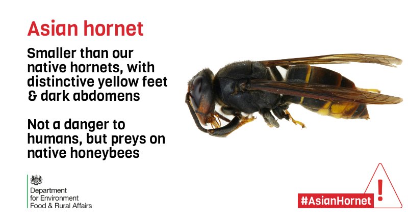 We've confirmed a sighting of an #Asianhornet in #Cornwall today. If you think you've spotted one you can report it using the iPhone &amp; Android app ‘Asian Hornet Watch’. Find out more from <a href="/Cornwallbees/">Cornwall Beekeepers</a> <a href="/cornwallhoney/">Cornwall Honey 🐝</a>: nonnativespecies.org/alerts/index.c…
