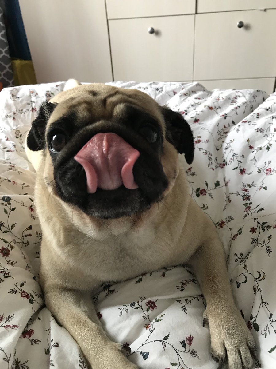 Happy #scribblepugtot