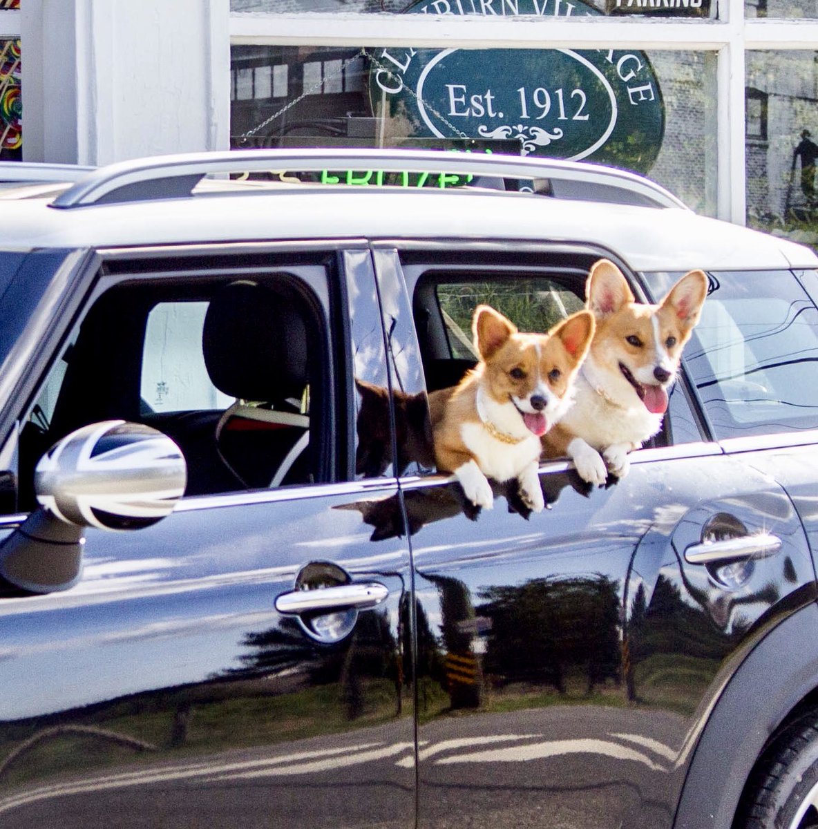 PoorCorgiActor's tweet photo. The Corgi Mafia got a new Whip! Ridin’ low and fast, the @MINI Cooper S Countryman! Bentley and Farah dig the new wheels! Such a fun ride! This is pre-branding, stay tuned! #corgimafia @VancouverMINI #corgis #mini #projectCorgi #theAdventuresofBentleyandFarah https://t.co/W9cJMdcoHm