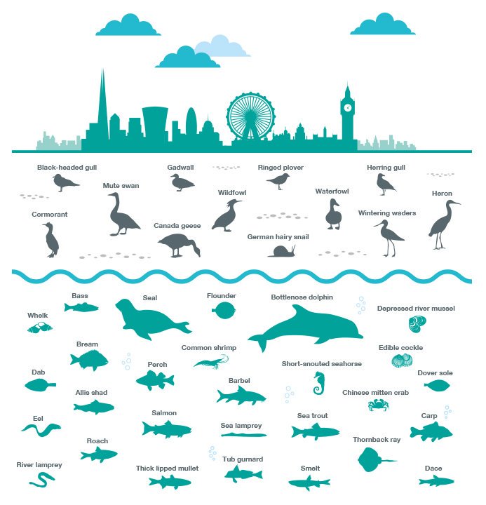 It's #NationalWildlifeDay 

Did you know that as many as 125 different species of fish have been documented in the #RiverThames?

Find out how London's #SuperSewer, the #ThamesTidewayTunnel, will help to clean up the river environment:tideway.london/our-community/…