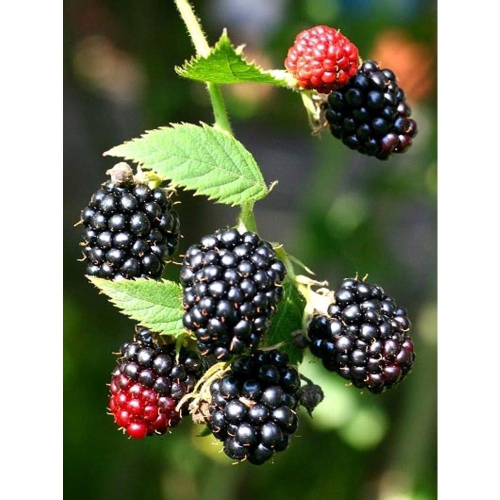 BLACKBERRY APPEAL!!!! We need a shed load of blackberries. All we can offer in return is the warm glow from helping us make a beer. Get picking, whack them in your freezer ready for us needing them for our brew. Anyone in?