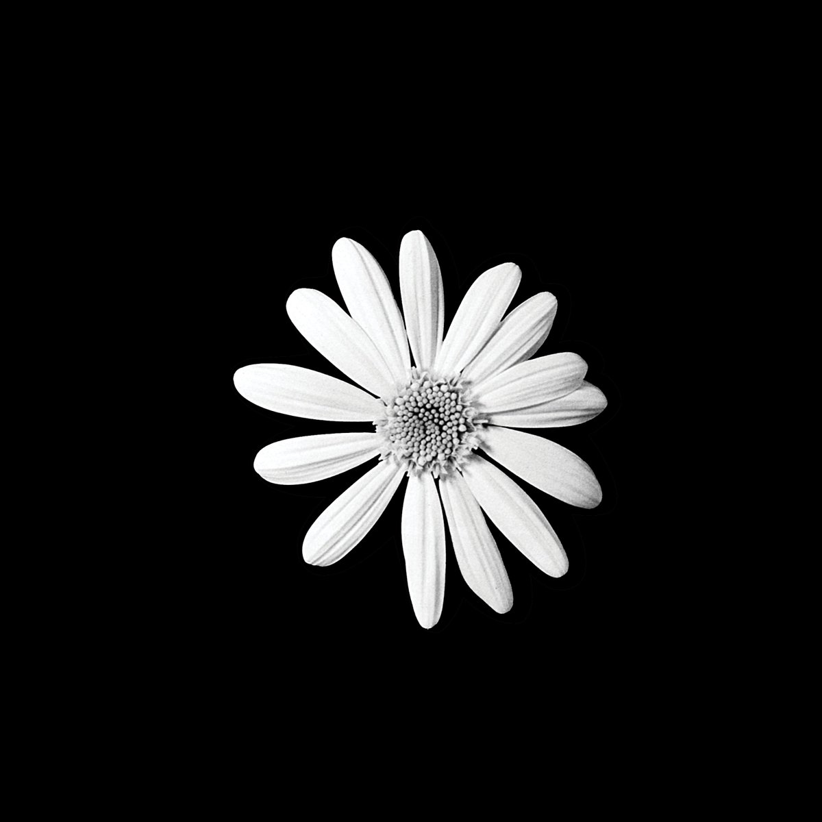 Letterform Archive tweet media