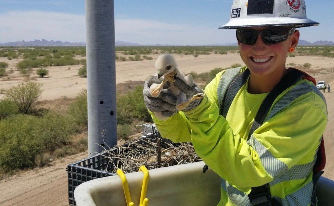 apsFYI's tweet image. Our crews go above and beyond to make sure that animals are safe across Arizona.  #NationalWildlifeDay #NationalWildlifeDay2018 #PrincessPoppy