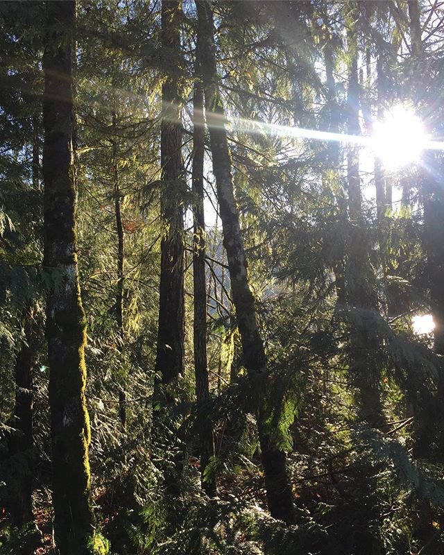 Lots of inspiration in these forests.