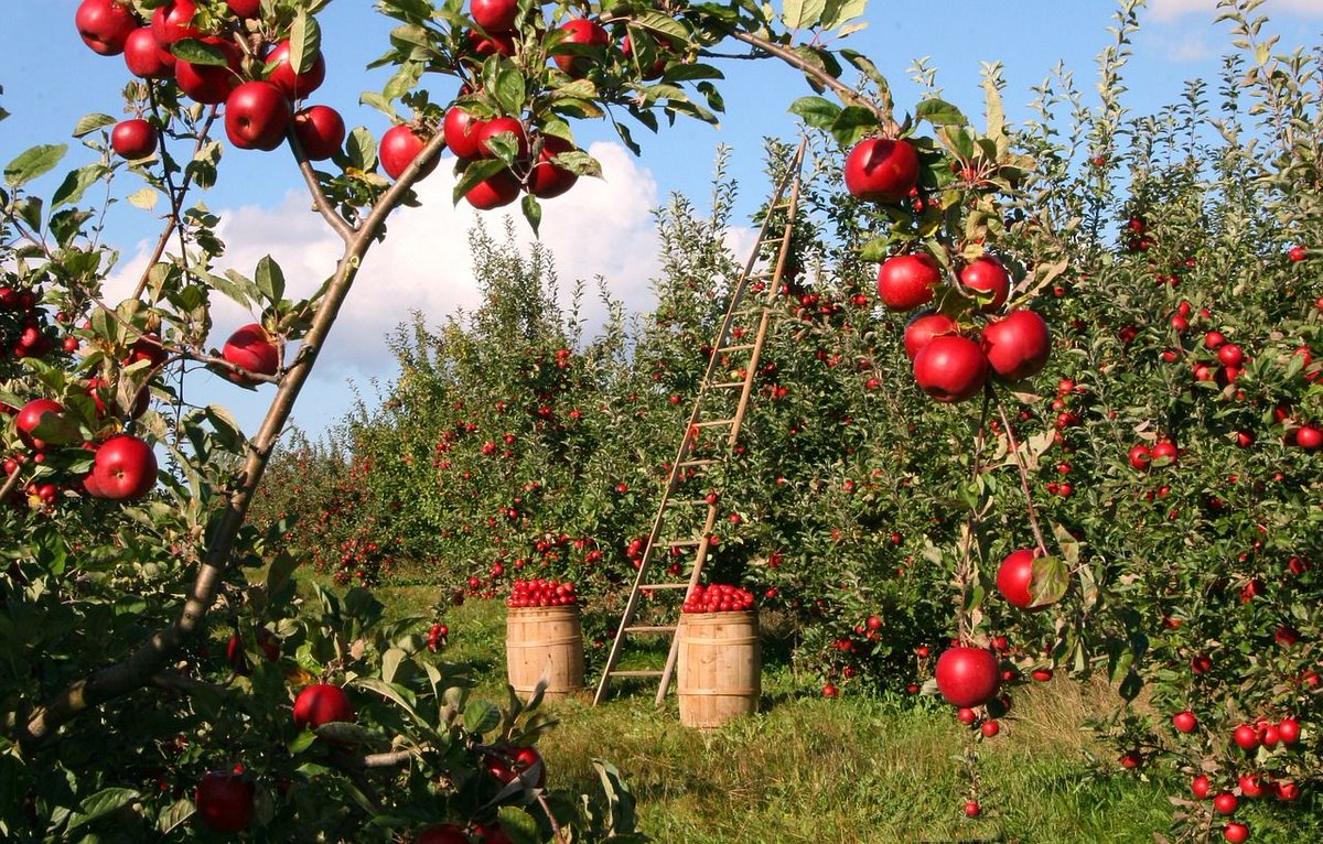 #HealthyFoodFacts
Apples are made of 25% air, which is why they float.