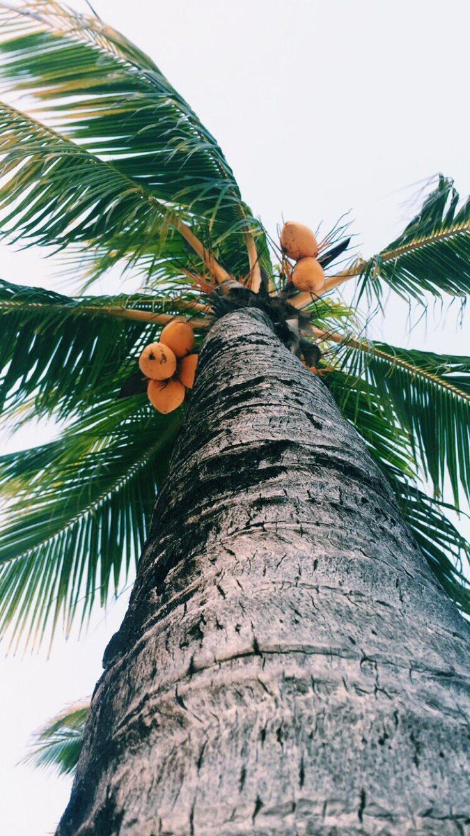 ViajaEnElMundo's tweet image. Playa del Carmen, México 🇲🇽