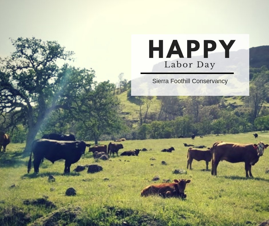 Happy #cowtuesday 

Hope everyone had a nice #labordayweekend! 

#landtrust #landtrustlife