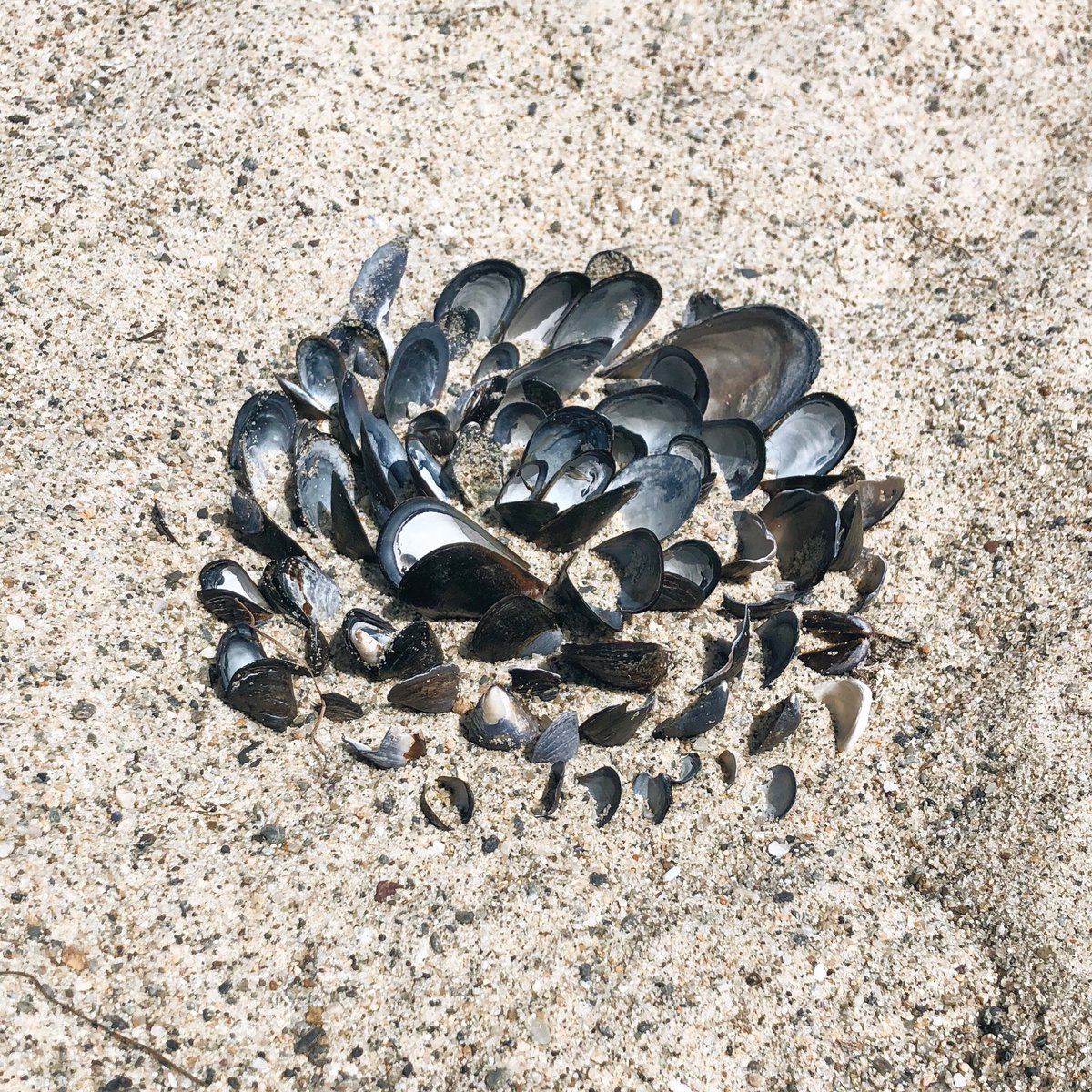 mrrtist21's tweet photo. She sculpts seashells at the seashore. βοΈππ #musselBeach #mussel #shellFlower #shells #seashells #beach #Sandcastle #sculpture #WalrusAndTheCarpenter https://t.co/zOnjsM2JSh
