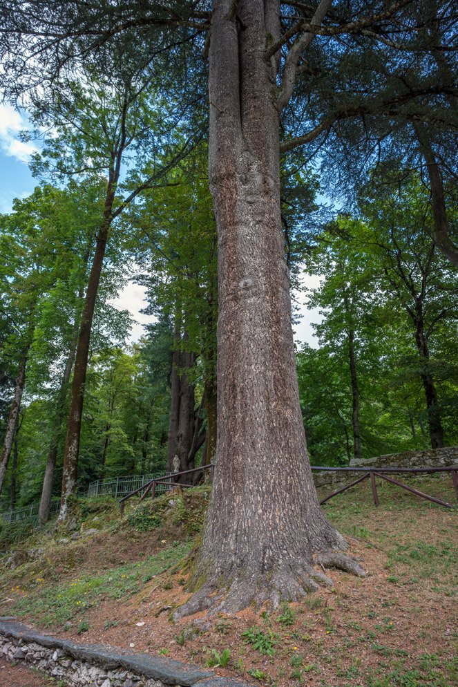 MkcPoli's tweet photo. In punta di piedi, chiedendo il permesso, e con il rispetto dovuto al luogo ho visitato il #PinoStrobo #monumentale della #Certosa di #ChiusaPesio Gli fa compagnia un bellissimo #Cedro. Cresce nel parco dietro il #Chiostro della #Certosa #VallePesio #provinciadicuneo https://t.co/fREK198Wow