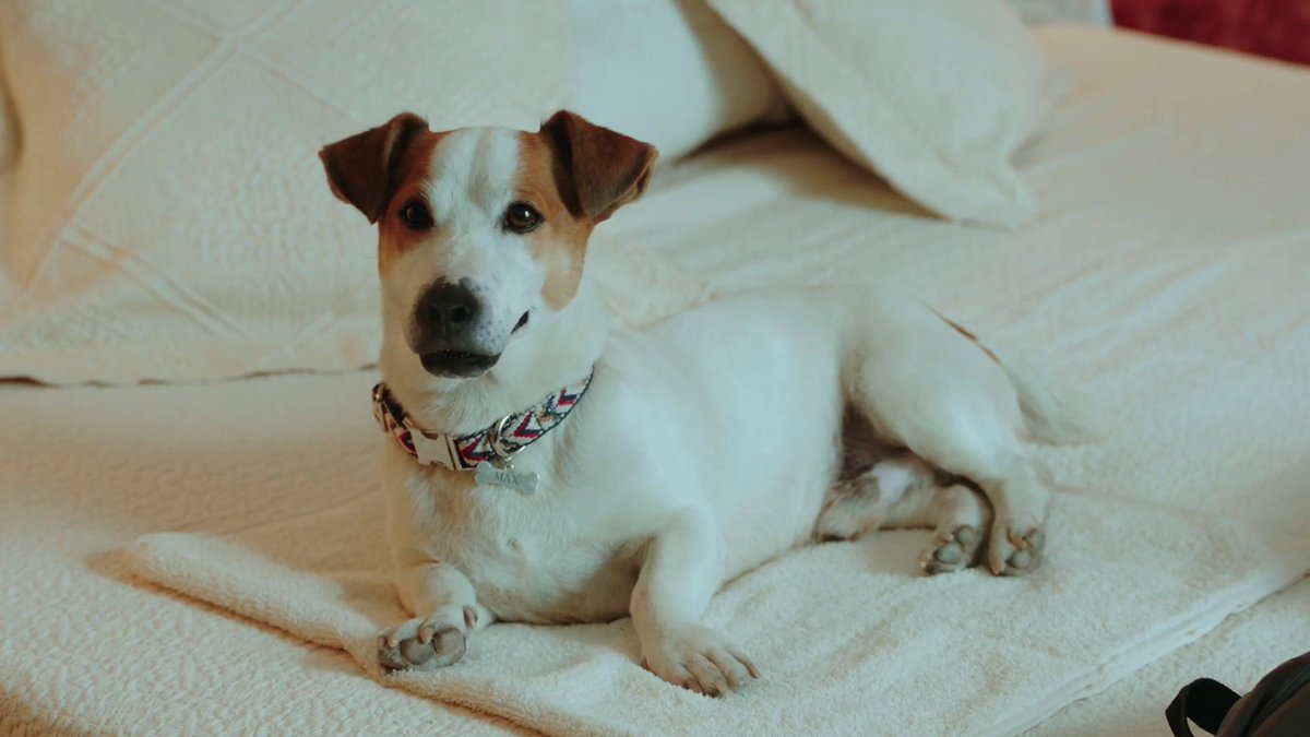 Aquí os dejo una foto en mi nueva cama #SiMeToca la #LoteríaRTVE 🐶😊😜 ¿Vosotros que haríais? Recuerda que puedes seguir en directo el sorteo en rtve.es/sorteos/loteri…