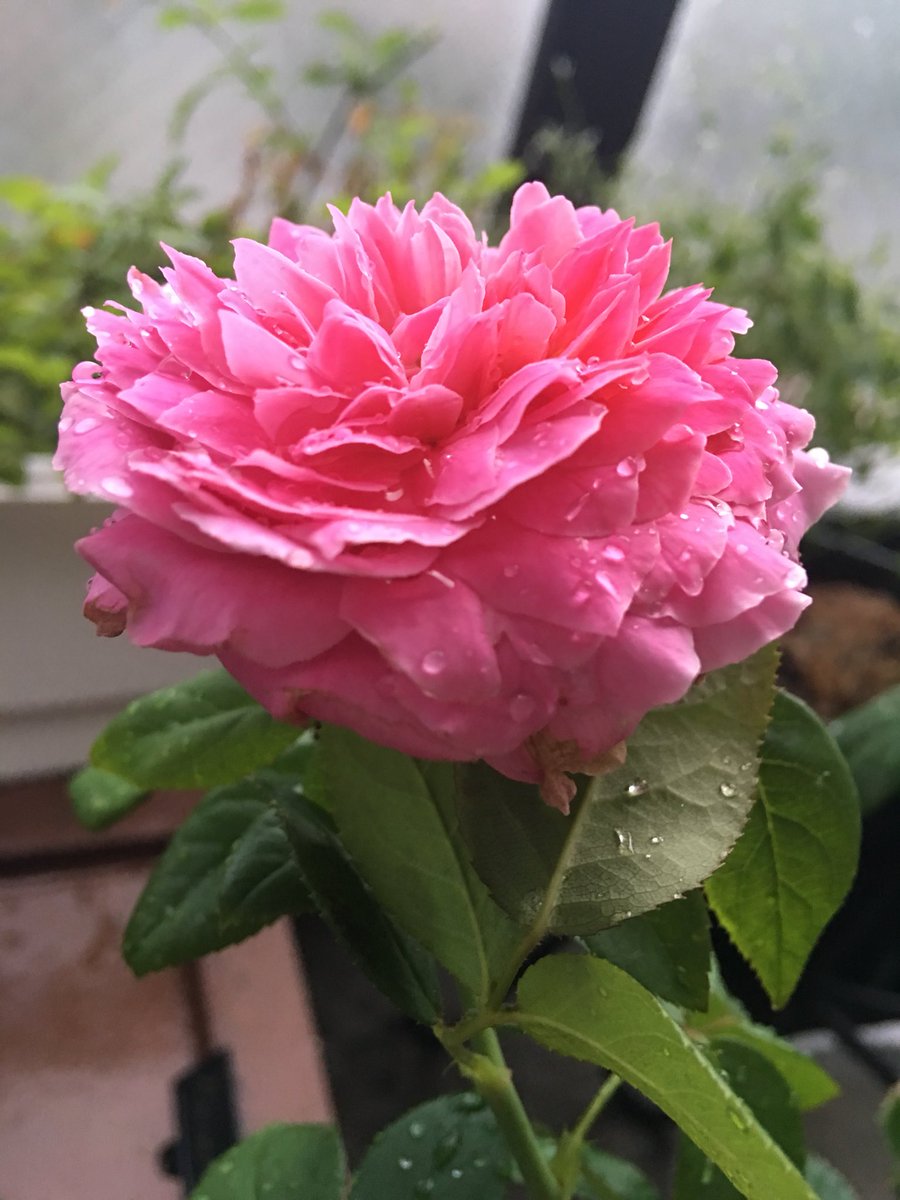 ロザリアン Twitter Search