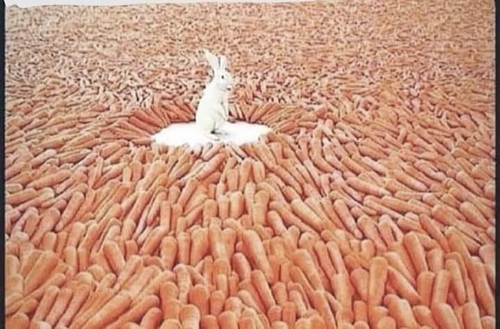 نحن نعيش في زمن،،
إن لم يكن لديك نفوذ...
يسألونك كم جزرة موجودة في الصورة…؟
وإن كان لديك النفوذ يسألونك كم أرنب في الصورة…!