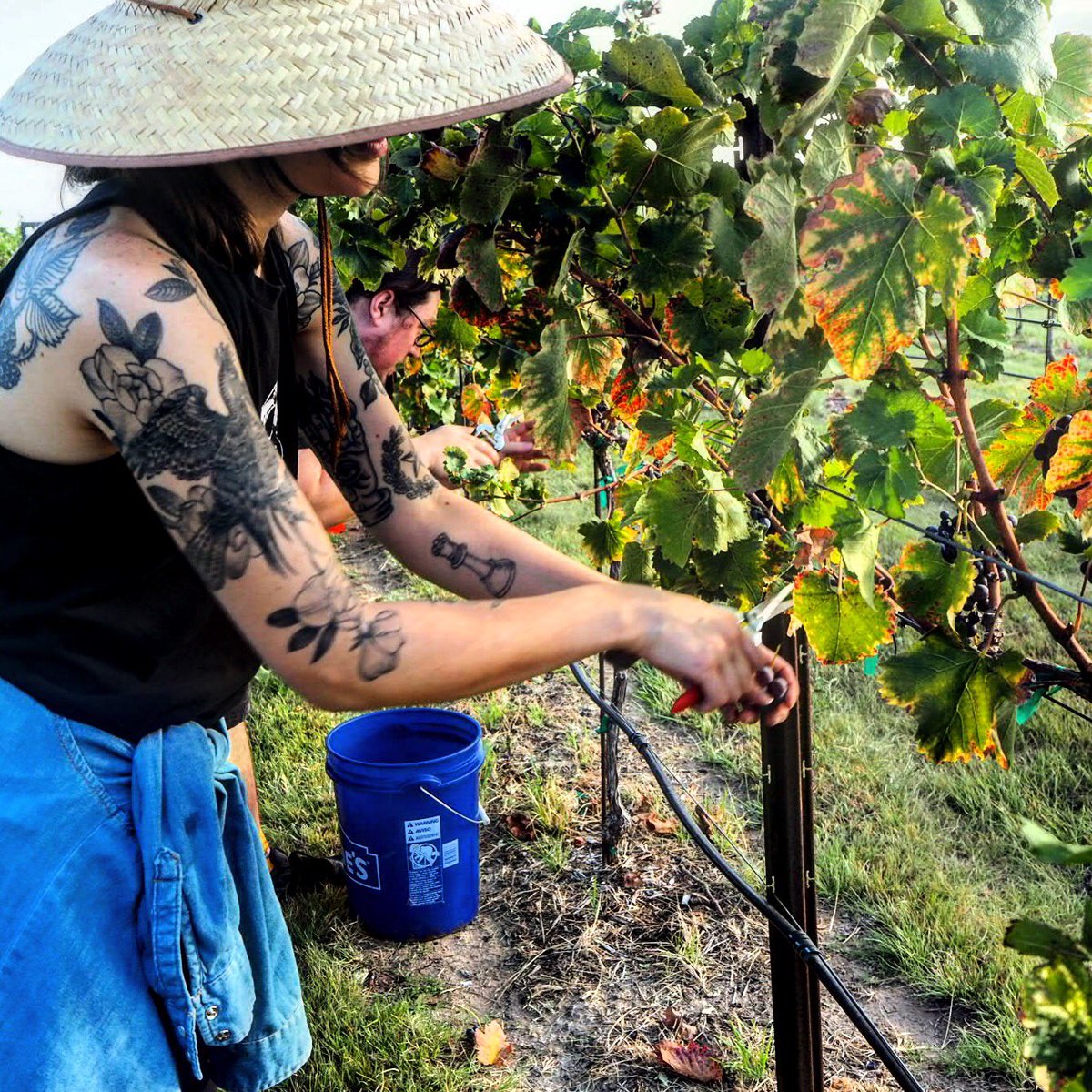 A look into our Mourvèdre harvest at <a href="/wildseedfarms/">WildseedFarms</a>! Mourvèdre (aka Monastrell) is grown in Northern/Central Spain and Southern France and loves warmer climates. The clusters were some of the last to come off the vine and they sure were pretty! 
#txwine #texaswine #weddingoakwine