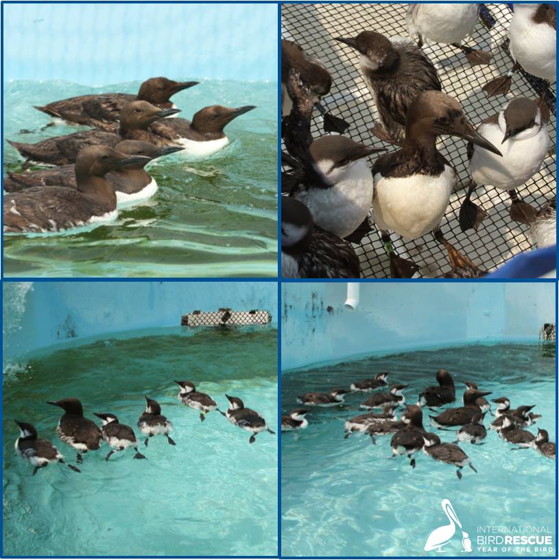 IntBirdRescue's tweet image. Our vision: We dream of a world in which every person, every day, takes action to protect the natural home of wildlife and ourselves: 

Join us: bird-rescue.org

#emurregency