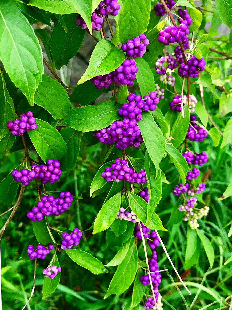 Cloudsailor 星羅の一日一花 コムラサキ 小紫 別名コシキブ 小式部 別種のムラサキシキブ より小型だが果実の数が多くて美しい コムラサキをムラサキシキブと呼んでいることもある クマツヅラ科ムラサキシキブ属 Purple Beautyberry Early Amethyst