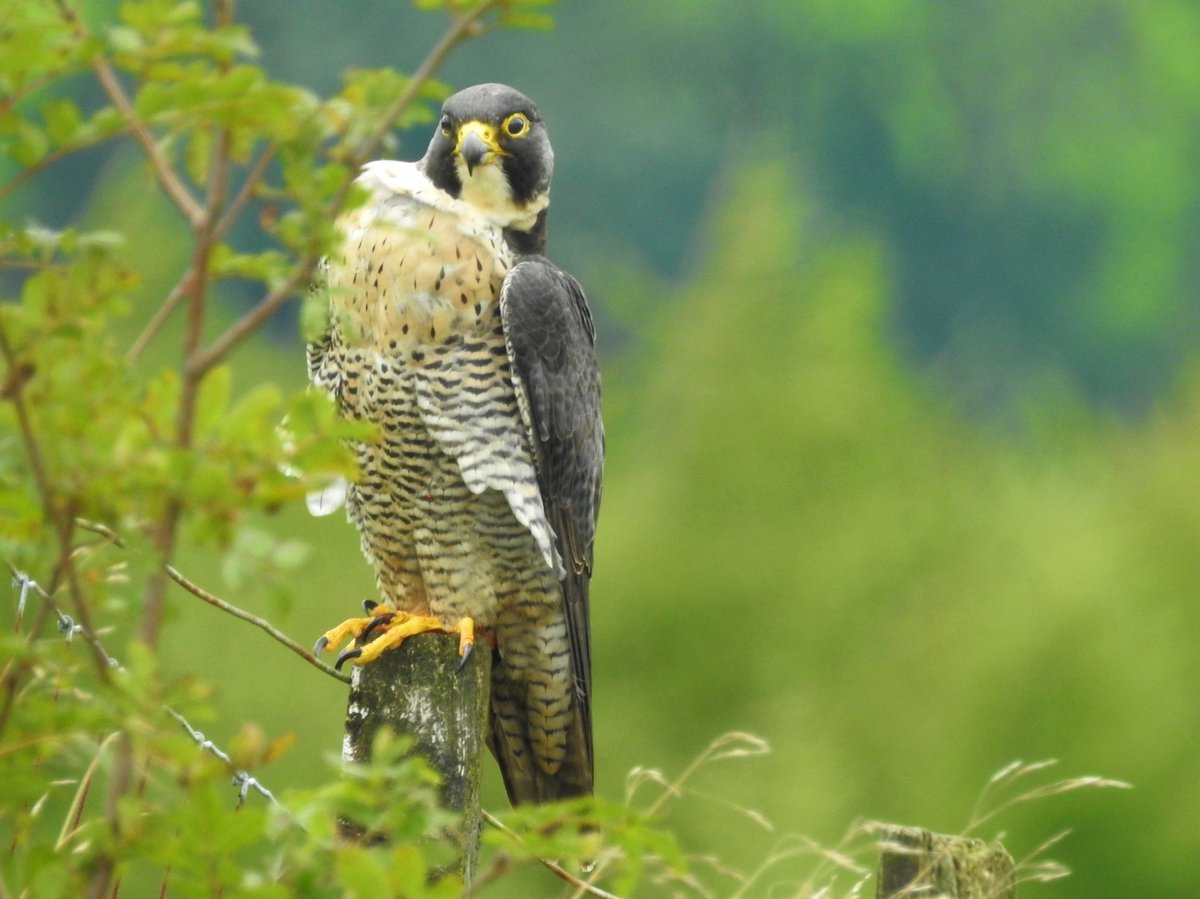 Came round a corner in the car and found someone looking back!! Stunning Peregrine Falcon. 
<a href="/chriscassidy65/">In Touch With The Wild Photography</a> <a href="/nirsg/">NIRSG</a> <a href="/Irishwildlife/">Irish Wildlife Trust</a> <a href="/UlsterWildlife/">Ulster Wildlife</a> <a href="/birdsofprey_uk/">Birds of Prey</a> <a href="/BirdWatchingMag/">Bird Watching</a> <a href="/WildlifeMag/">BBC Wildlife</a> @wildlife_uk <a href="/BBCSpringwatch/">BBC Springwatch</a>