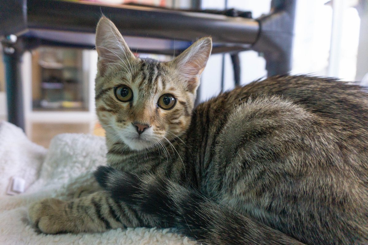 petsinneed1965's tweet photo. #TabbyTuesday! Jojo is a chill 4 month old kitten who wants nothing more than soft blankets to curl up on, windows to gaze out of, and cardboard boxes of any size to see if he can fits. Visit our shelter to meet all of our kittens! https://t.co/bC4jbftlR6