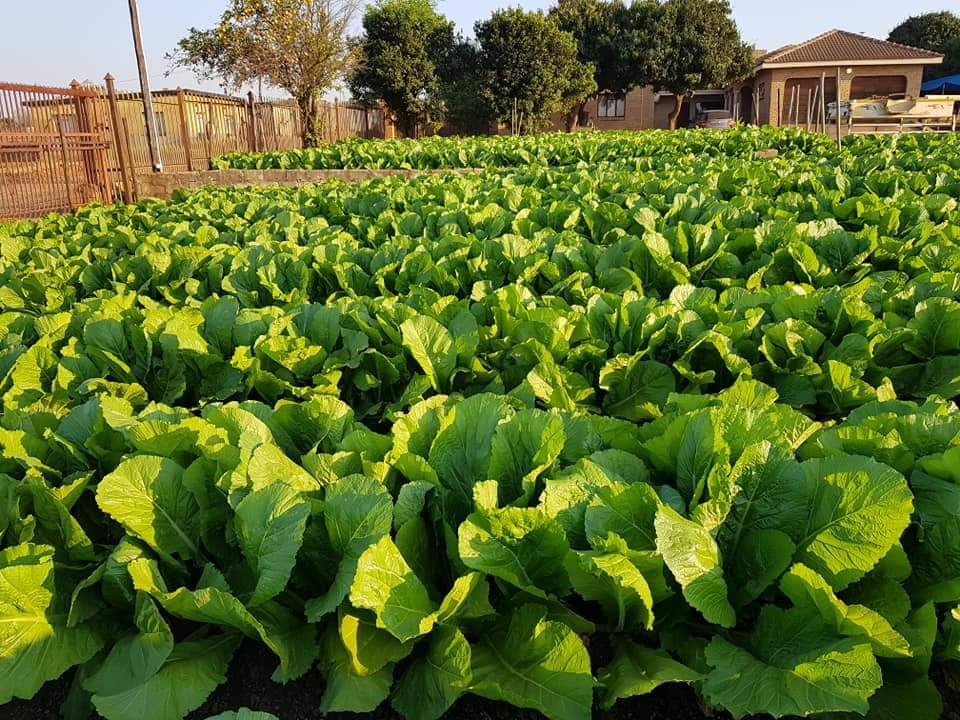Leaverslee's tweet photo. Its harvesting time see for yourself. https://t.co/aO4akKqFan