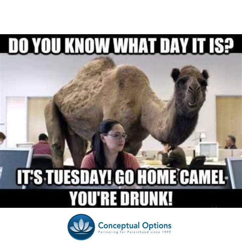 It's Tuesday! #conceptualoptions #tuesdayvibes #tuesdaylaughs