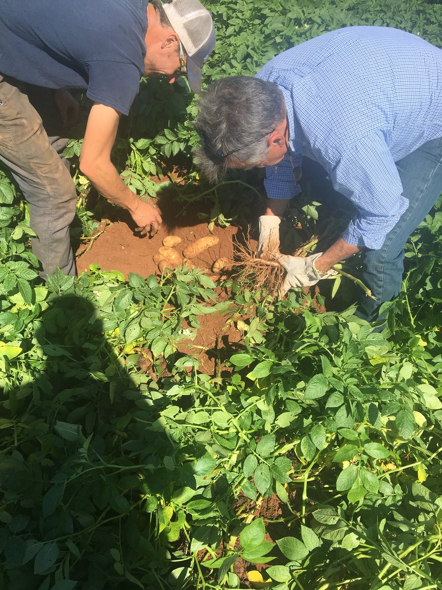 Great Colaberation  with Maryvn’s Garden fifth generation farm. 
@TopPotato_Yara 2018. Check with your local dealer or Yara rep <a href="/shawn_mciver/">Shawn McIver</a> <a href="/meyeluca725/">Lucas Meyer</a> <a href="/nicktisdale/">Nick Tisdale</a> for your cropsolutions to finish your crop #Yaravita Agripotash , Bortrac