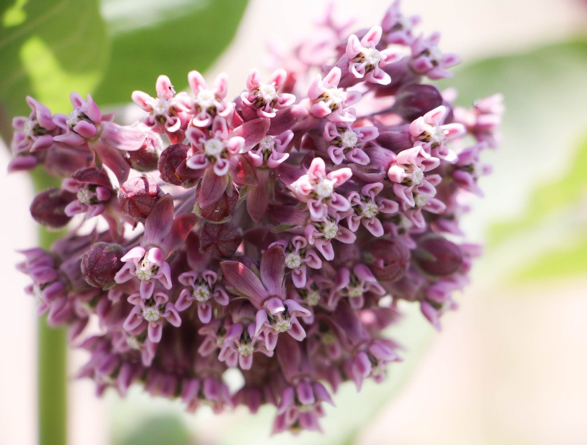 Applied Ecological tweet media