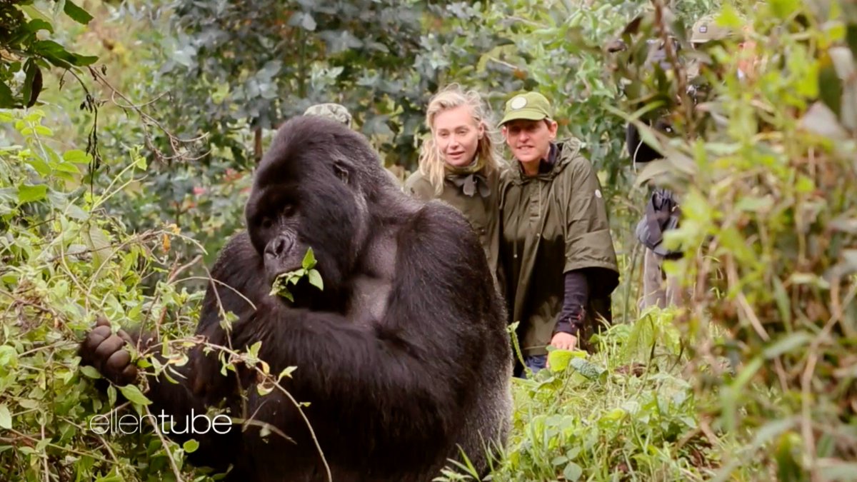 ellen gorilla stuffed animal