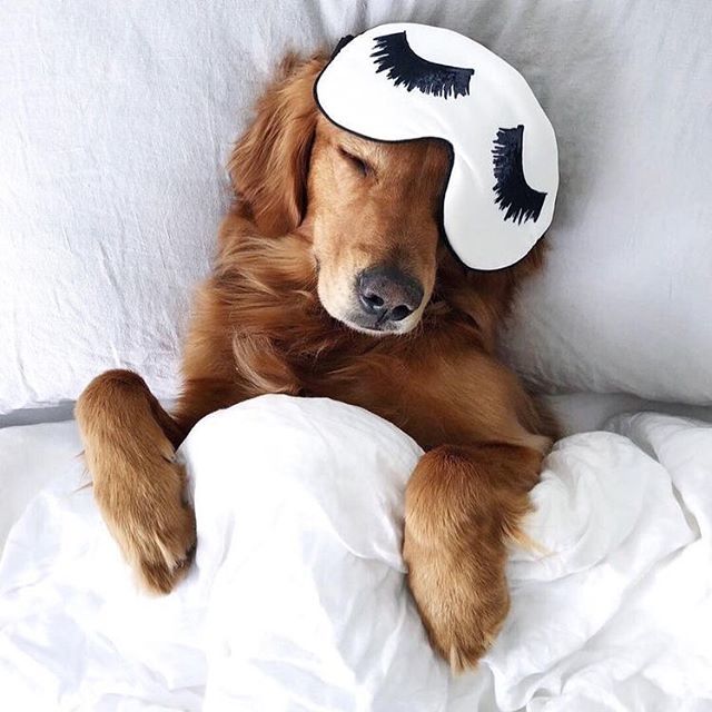 Studio1220's tweet photo. Tuesday feeling like a Monday ☝🏼
.
.
.
#socalstyle #sdfashion #sandiegoboutique #affordablestyle #affordablefashion #boutiqueshopping #boutiquestyle #boutiqueclothing #goldenlove #goldenpuppy #puppylove #morningsnuggle #studio1220 #styledbystudio https://t.co/x9wPnFW4lS https://t.co/XdfK05K8He