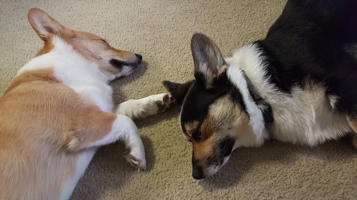 WintermoorTC's tweet photo. Recovering from #SIX2018 and #PAXWest . Great weekend! Great games! Many naps needed. Paws are sore. Also this is Kelvin. He just tagged along. Maybe join team later. @sixatpax
#indiecorgi #indiedev #gamedev #indiegamedevs #indiegames https://t.co/JerU2uPFV3