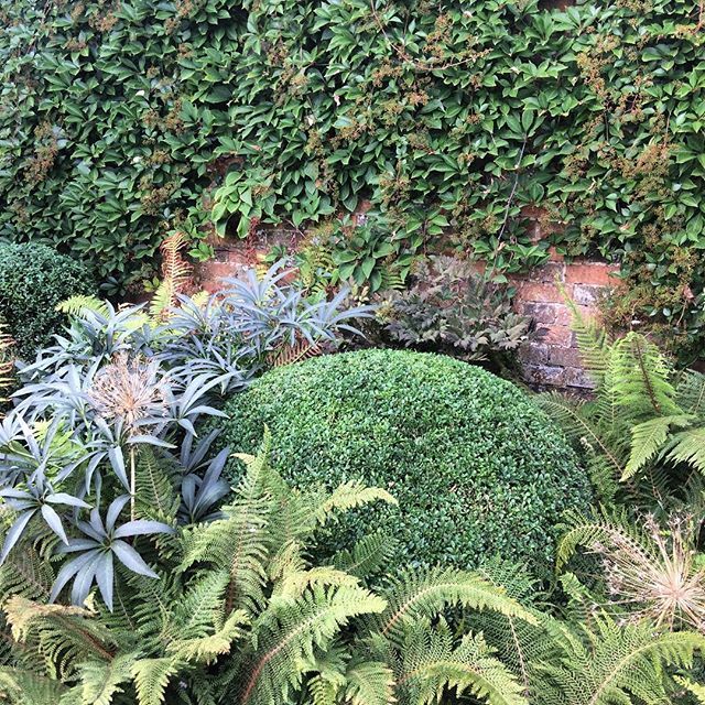 Mortimer_scapes's tweet image. Box ball nestled in among some lovely planting in a Cotswold garden. Love the surrounding planting. #boxballs #plantsforshade #topiary ift.tt/2Q3eePZ