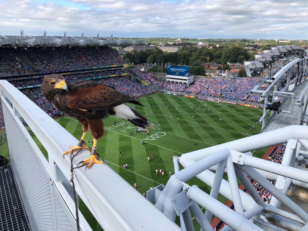 CrokePark's tweet photo. A Bird's-eye view of #CrokePark!

Did you know? We use Harris’s Hawks to patrol the skies around Croke Park after matches. Due to the hawks being a predator bird, they deter seagulls from coming into the stadium before the clean-up and carrying waste into neighbouring areas https://t.co/kjFPSgZWQu