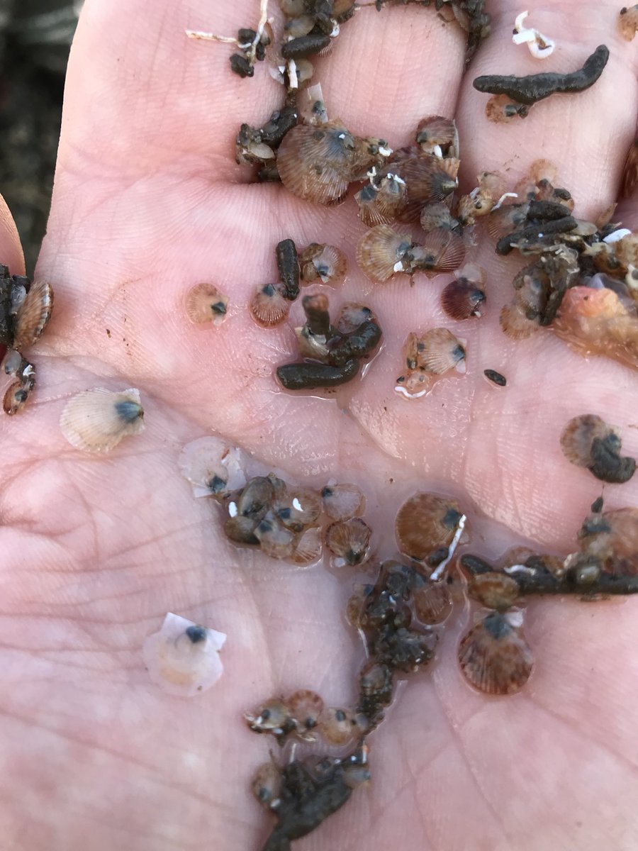 LochfyneLangous's tweet photo. Look closely who can spot our king Scallop spat ? @CFAScot @Feorlean @FergusEwingMSP @SeafoodFromScot @CIFA_Scot @scotfooddrink our Shellfish farm is our future we will need to rely on it more often in the future the way things are heading #Sustainability #managementiskey https://t.co/ZsXR7jYTeS
