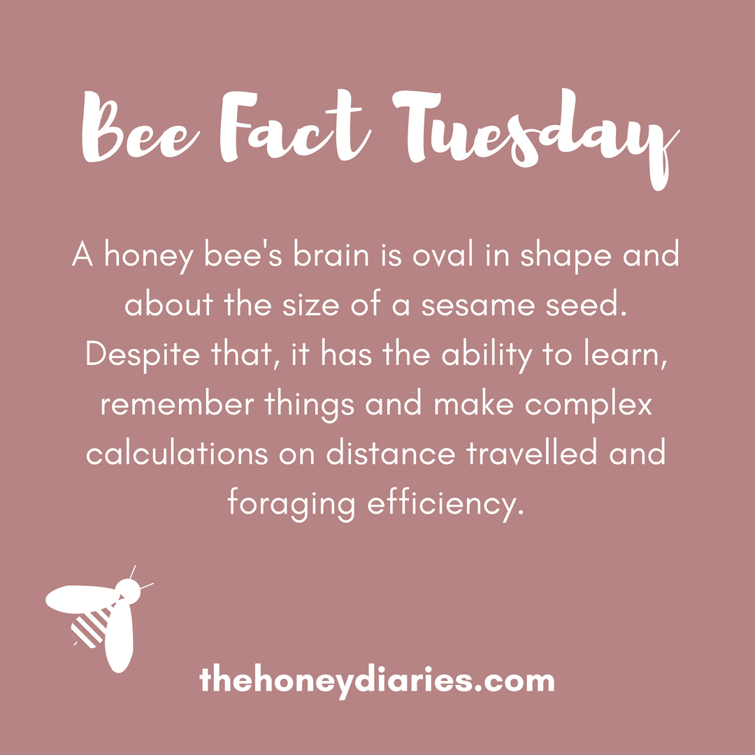 Those little genius bees! 🐝💡#beefacttuesday