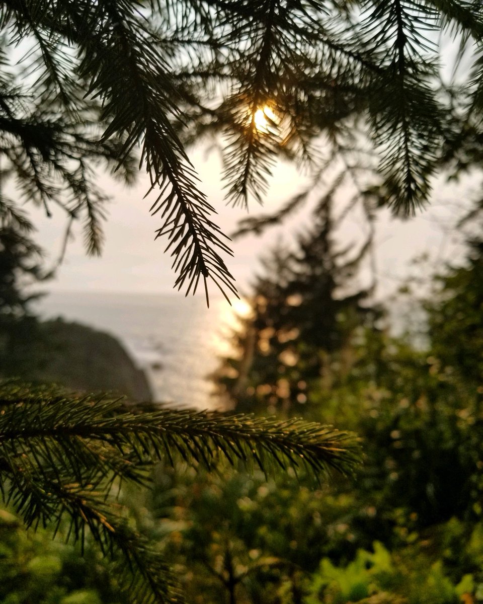 NorCoStateParks's tweet photo. When the #sun sets just right, it highlights the #beauty that frames the #PacificOcean. You can find some of the most #stunning #views along the #coast of #California. Where is your favorite #view of the #NorthCoastRedwoods? #Castateparks #nature #patrickspointstatepark https://t.co/e9fpaE0qYt