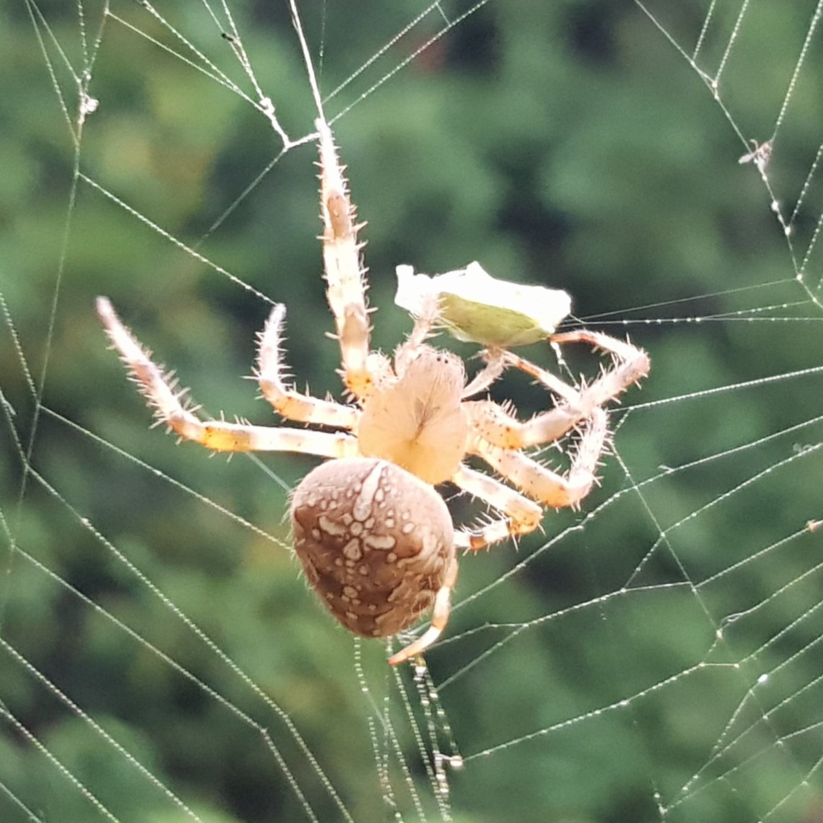 nikolas83gianni's tweet photo. #artist #ilustrator #designer #ditalartist #note8artist #badass #badassartist #nikolass #nikolass83 #nikolass83gianni #galaxynote8photography #photography #photo #note8 #note #nature #lunchtime #spider #spiderweb #green #cross #pauk #eyes #pancevo #srbija #serbia https://t.co/CnaitJmWy2