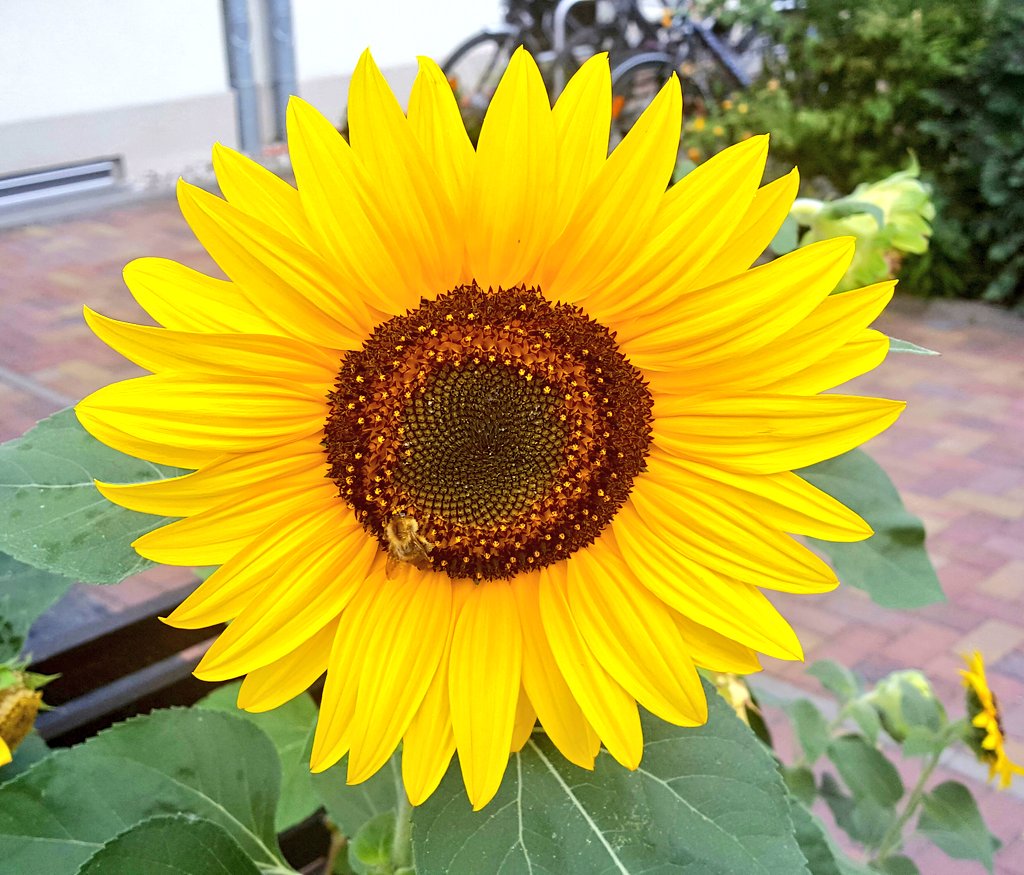Storch_i's tweet photo. Mein #ff geht heute an diese tollen Accounts & Menschen 🌻:
- @Sariiisahari
- @AndraCrome
- @annafromthebloc
- @DavidTischer
- @JennyGnther
- @theresahein_
- @maxihome27
- @gruenlokal
- @michael_bartnik
- @amtzweinull
- @der_kappes
- @d_florian
#FollowerTuesday https://t.co/aJREcsiydh