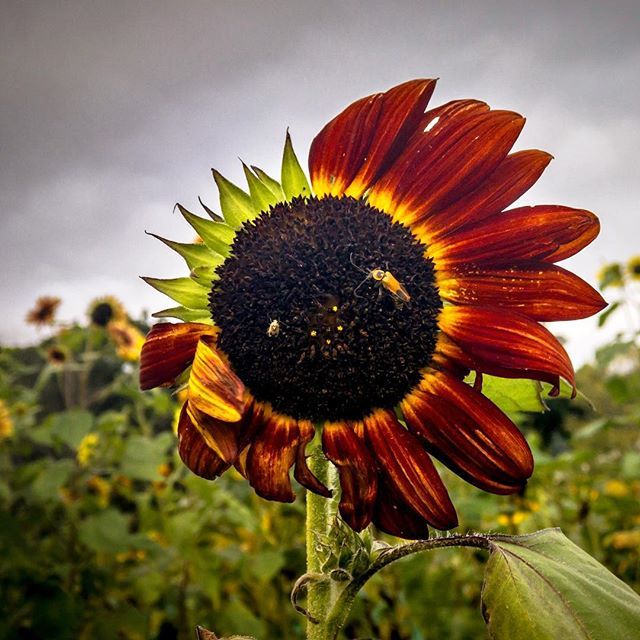 Setting Sunflower
.
.
.
#walltraveled #ig_milwaukee #milwaukee #wisconsin #mke #midwest #milwaukeehome #dearmke #mke_illgrammers #mkemycity #_milwuakee_ #shoot2kill #illgrammers #justgoshoot #createexplore #uncalculated #travelwi  #sunflowers #sunflower … ift.tt/2wE0WRV