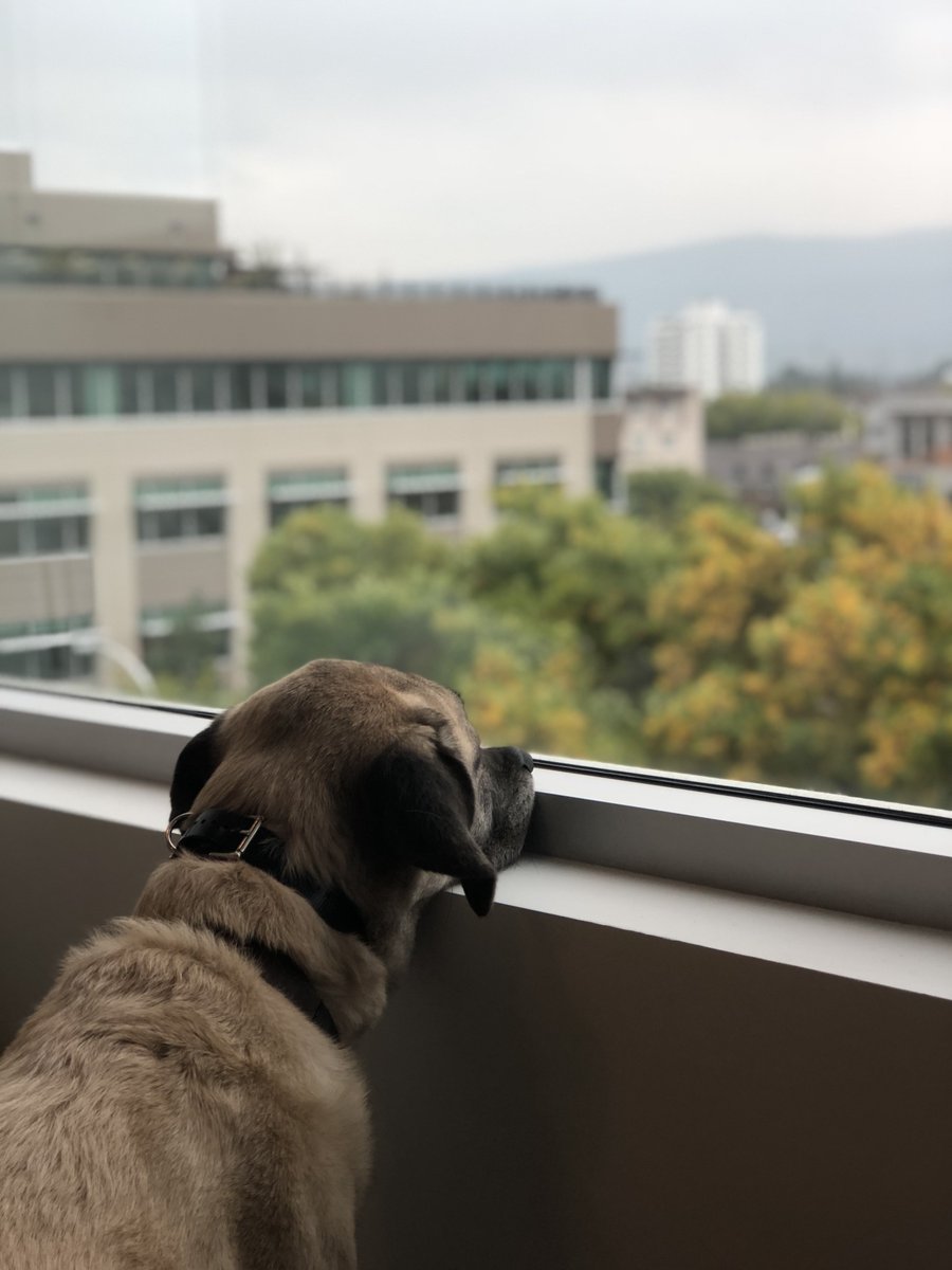 SUMMER? | Suvi is still searching for that last bit of summer sun. #BecauseGoodDesignIsGoodBusiness #commercialinteriordesign #interiordesign #officedesign #officedog #dogsofinstagram #kangal #summer #okanagan #sunshine #kelowna #ylw