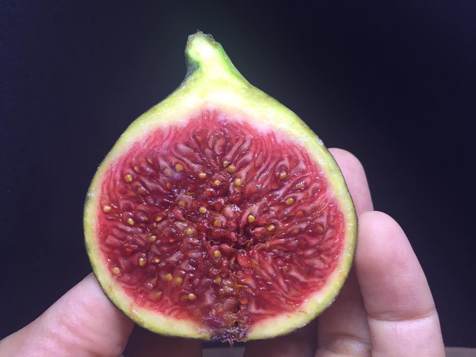 frutadeverdad's tweet photo. Y a ti, ¿te gustan los higos?
#higos #figs #albalatedecinca #huesca https://t.co/rAxcmiOtVR