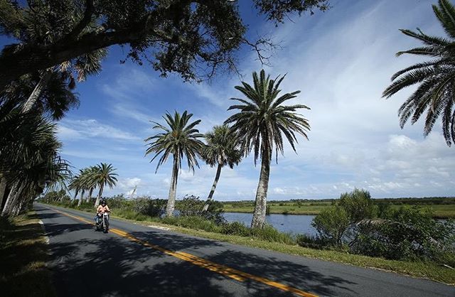 dbnewsjournal's tweet photo. Looking for a scenic place to ride your bike or drive around? Check out The Loop in Ormond Beach along High Bridge Road. Photo by Nigel Cook. #ormondbeach #ormondloop #scenic #oldflorida #palmtrees #florida #nicedrive #scenicdrive https://t.co/c3zOjgtXBR https://t.co/dP1L1OaA1k
