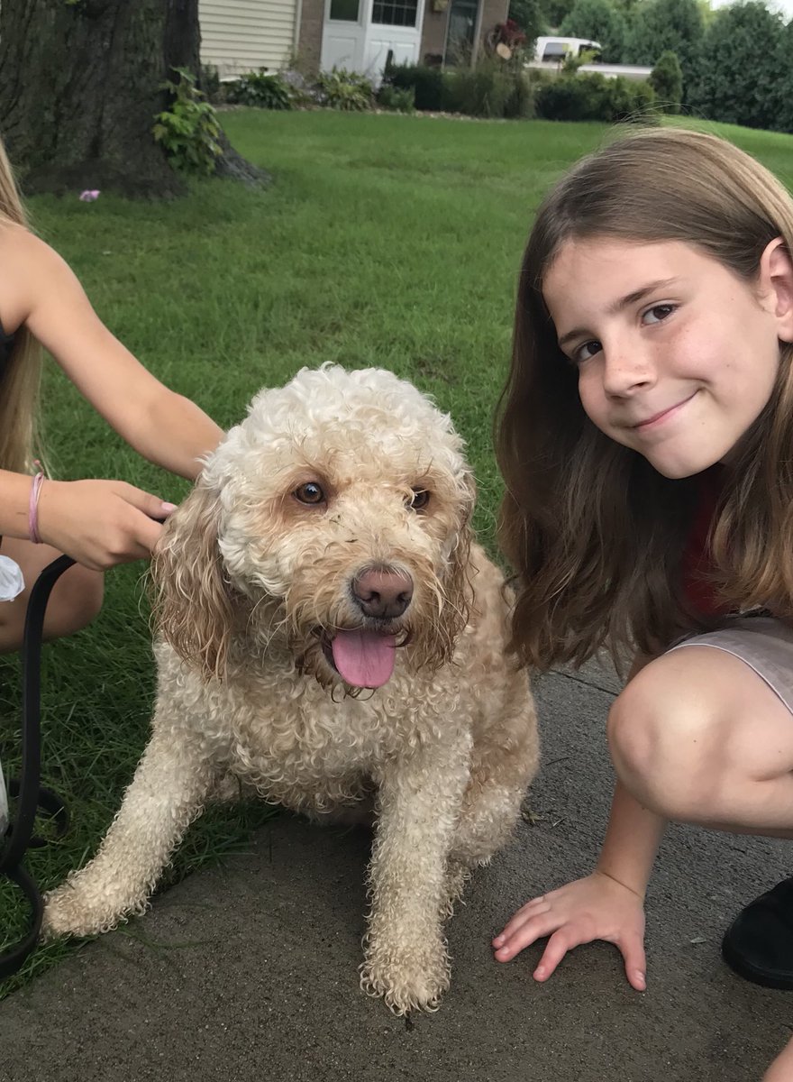 8 week old goldendoodle