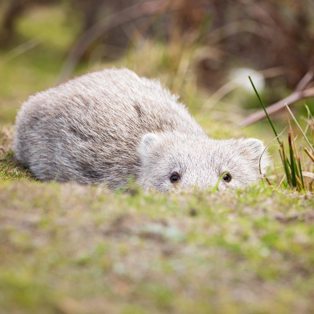 Australia's tweet photo. Do you ever get the feeling you're being watched? ๐
(via IG/sianaddison on #MariaIsland in @tasmania) #SeeAustralia https://t.co/3BjbbHT4FM