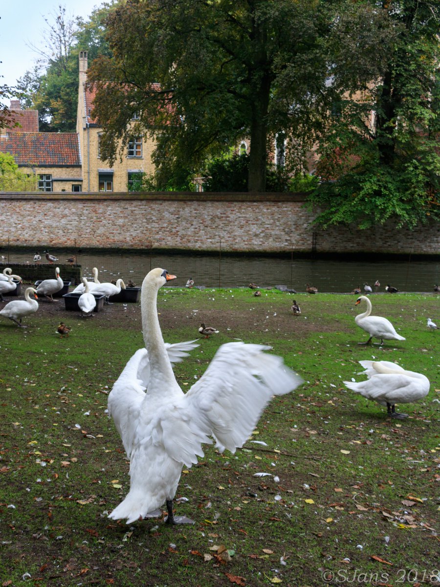 De stad Brugge moest tijdens haar verdere bestaan "lanchalzen" op de Reien laten leven brugselegenden.blogspot.com/2014/10/de-leg… #Brugsezwaan #legende