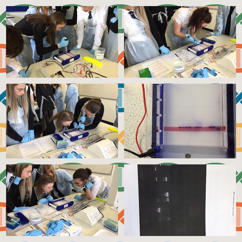 auchenharvie_s's tweet image. Excellent day with Human Biologists today at Glasgow Uni. Students demonstrated excellent practical techniques for PCR &amp;amp; Gel Electrophoresis. @CVRinfo #PCRworkshop